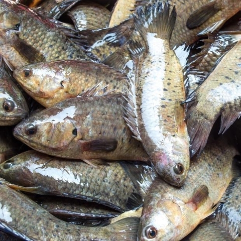 Cá rô đồng (4-5 con/1kg)