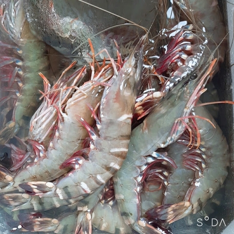 TÔM SỐNG 40-45CON/KG
