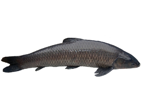Cá trắm đen cỡ lớn (>5kg/con)