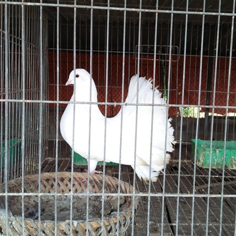 Bồ câu xòe (con)