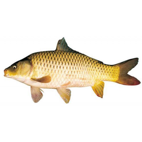Cá chép (>2,5kg/con)