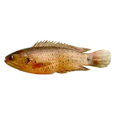 Cá rô đồng (4-5 con/1kg)