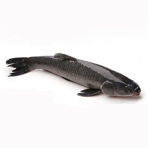 Cá trắm đen cỡ lớn (>5kg/con)