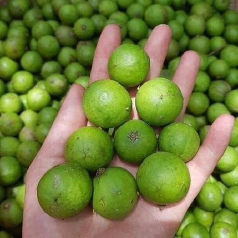 Sấu tươi (tươi)