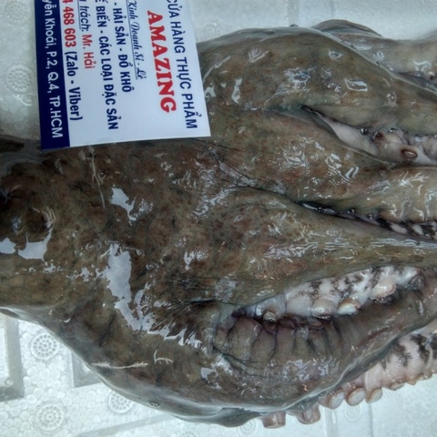 BẠCH TUỘC MADA KHỔNG LỒ 3-7KG/CON - BẠCH TUỘC SASHIMI & SUSHI