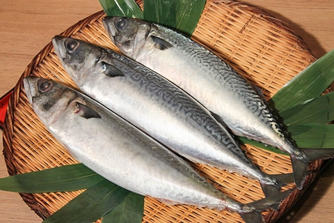 CÁ SABA