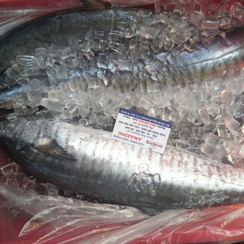 CÁ THU TƯƠI NGUYÊN CON