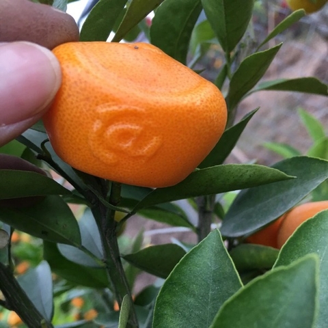 Khuôn Quất Hình Thỏi Vàng