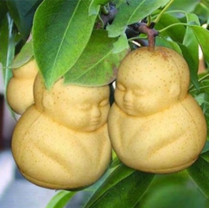 Khuôn Bưởi Tiểu Đồng