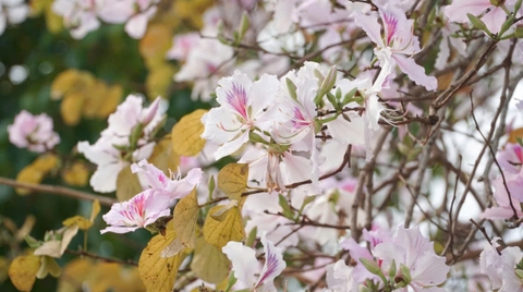 Đi đâu chơi gì trong lễ hội hoa ban Điện Biên 2026