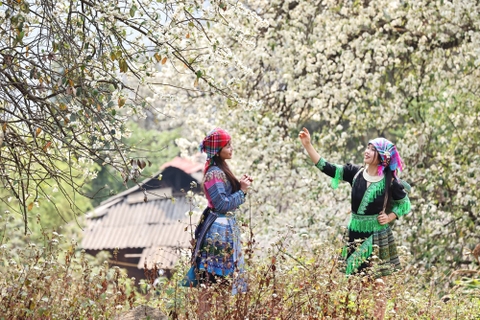 Hoa sơn tra nở trắng bản làng ở Sơn La