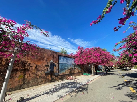 Đường hoa giấy nở rộ tại làng chài Nha Trang
