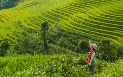Sáu điểm ngắm mùa lúa chín sớm ở Sa Pa dịp 2/9