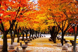 Hà Nội - Seoul - Đảo Nami - Everland - Hà Nội