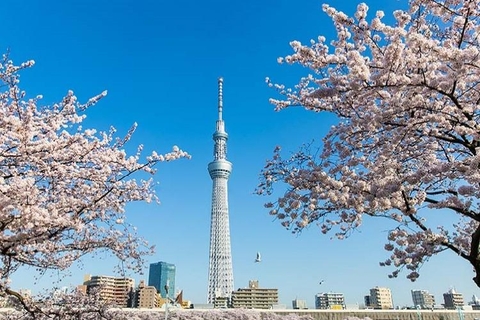 Hà Nội - Tokyo - Hokkaido - Asahikawa - Narita - Hà Nội