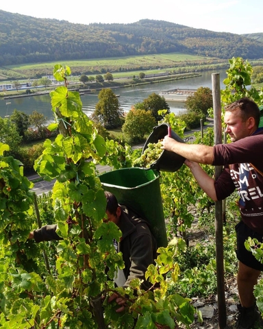 Tìm hiểu về giống nho Cabernet Franc