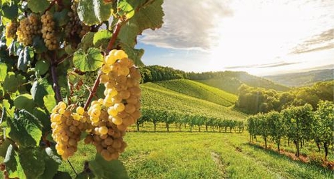 Số giờ nắng ảnh hưởng như thế nào đến việc trồng nho làm rượu vang? ☀️🍇