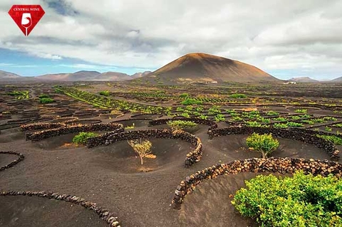 Những vườn nho kỳ lạ trên núi lửa Lanzarote tại Tây Ban Nha