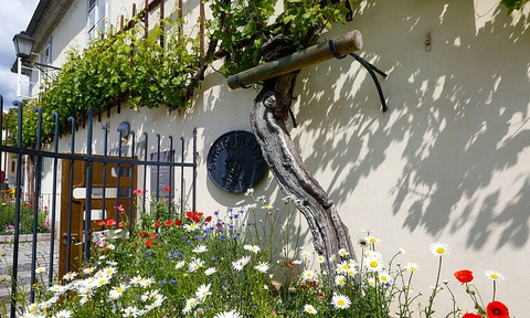 CÂY NHO LÂU ĐỜI NHẤT THẾ GIỚI ĐẠT KỶ LỤC GUINNESS