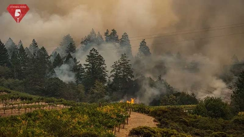 Cháy rừng năm 2020 ảnh hưởng đến rượu vang California như thế nào.?
