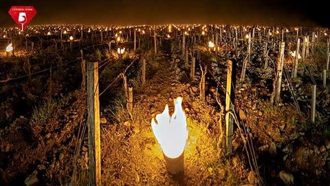 Băng giá tấn công các vườn nho ở các vùng rượu vang hàng đầu của Ý.