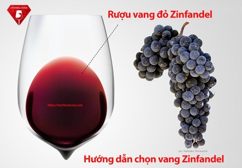 Hướng dẫn cách chọn rượu vang Zinfandel chất lượng
