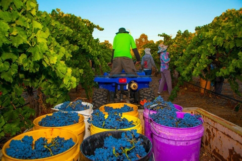 Các vùng trồng nho ở Pháp