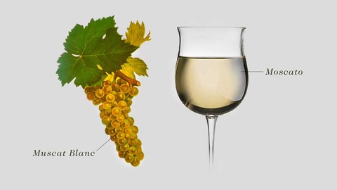 Tìm hiểu về rượu vang Moscato