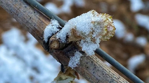 Các vườn nho ở Pháp thiệt hại nghiêm trọng do sương giá tháng 4 của năm