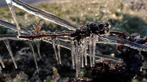 Pháp dự báo sản lượng rượu vang thấp nhất trong nhiều thập kỷ.