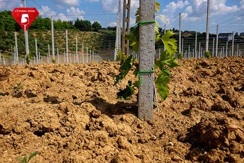 Terroir là gì? Nó có quan trọng không? Ảnh hưởng của Terroir đến rượu vang như thế nào?