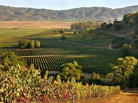 Top 5 khu vực rượu vang hàng đầu Chile