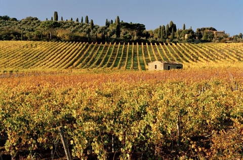 Vino Roup: 12 chai rượu vang đỏ Tuscan tuyệt vời cho mọi tình huống