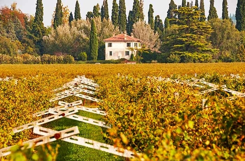 Vino Group giới thiệu: Những thiên đường rượu vang mà người sành rượu không thể bỏ lỡ.