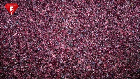 Vỏ nho còn có thể làm gì sau quá trình làm rượu vang?