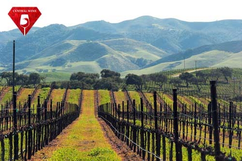 Đà tăng trưởng của California Fine Wine