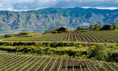 Tại sao Ý lại thích hợp để trồng nho?🍇