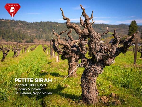 Tại sao rượu vang làm từ những cây nho lâu đời lại đặc biệt hơn?