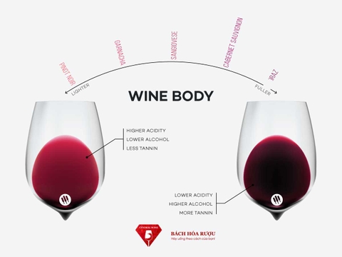 Wine body (thân rượu) là gì? Làm thế nào để nếm?
