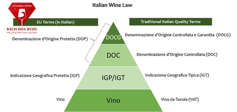 Hệ thống phân phối toàn cầu cảu Vang Y.