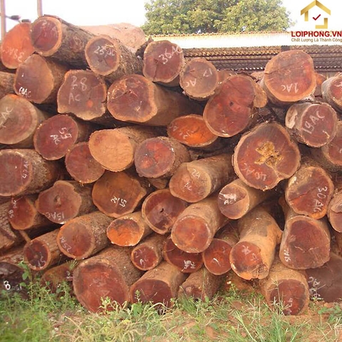 Gỗ Trắc