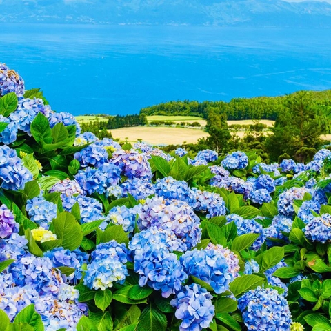 Hoa cẩm tú cầu