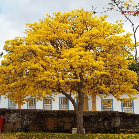 Hoa mai | Biểu tượng của mùa Xuân phương Nam