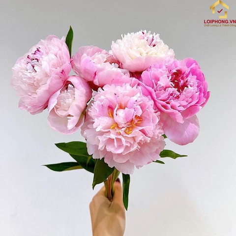 Hoa mẫu đơn | Tìm hiểu nguồn gốc, phân loại và ý nghĩa