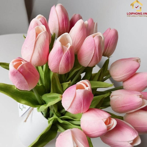 Hoa Tulip