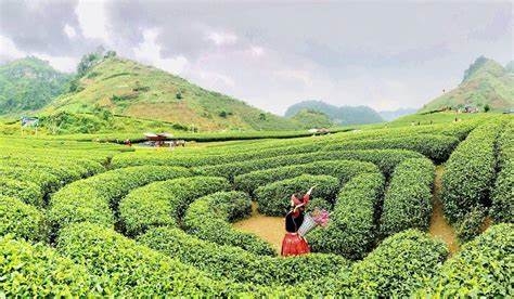 Mộc Châu ( 2 ngày 1 đêm )