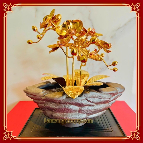 Lan vàng Phú Quý mini - LVMN01