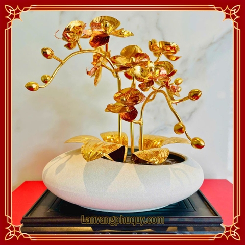 Lan vàng Phú Quý mini - LVMN10