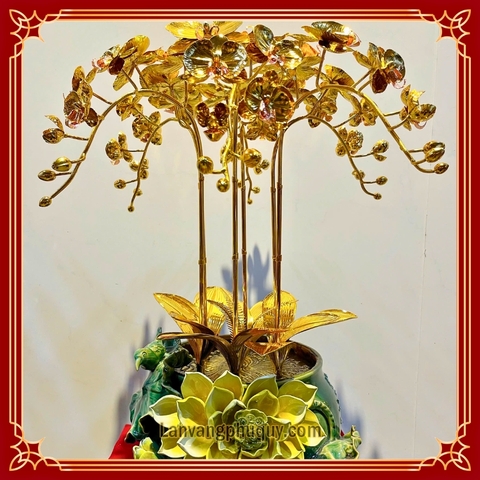 Lan vàng Phú Quý - MVPQ31