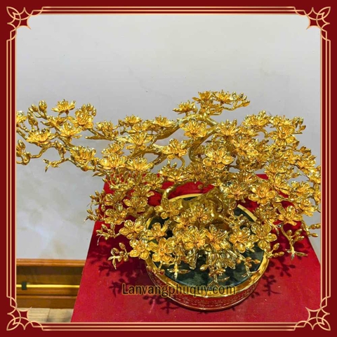 Mai Vàng Phú Quý - MVPQ03